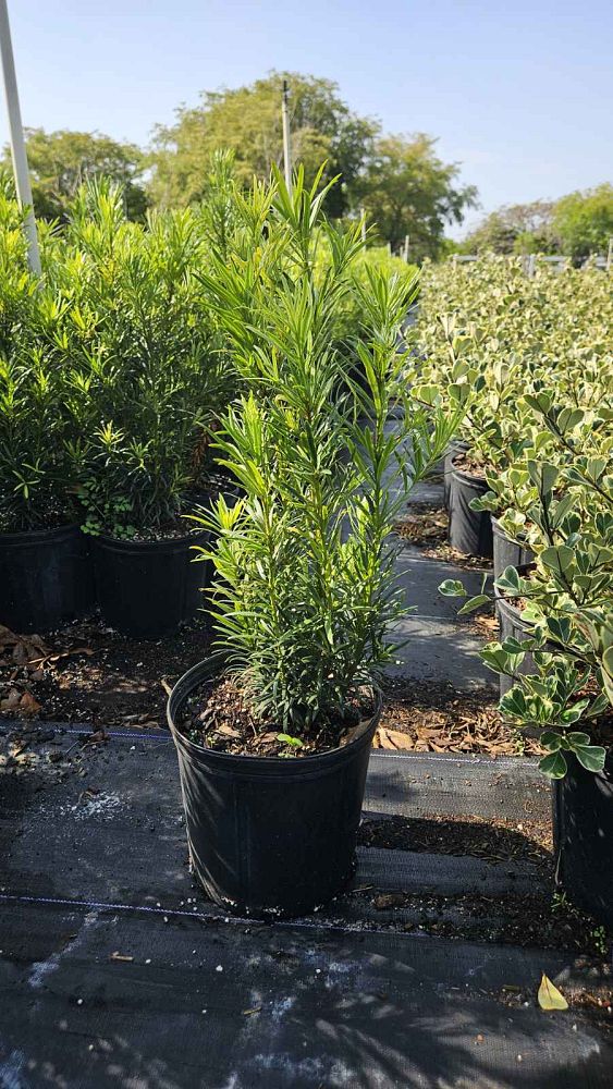 podocarpus-macrophyllus-maki-japanese-yew