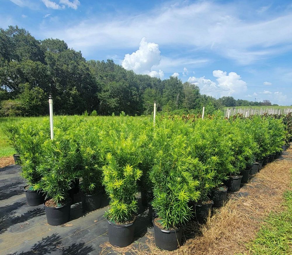 podocarpus-macrophyllus-maki-japanese-yew