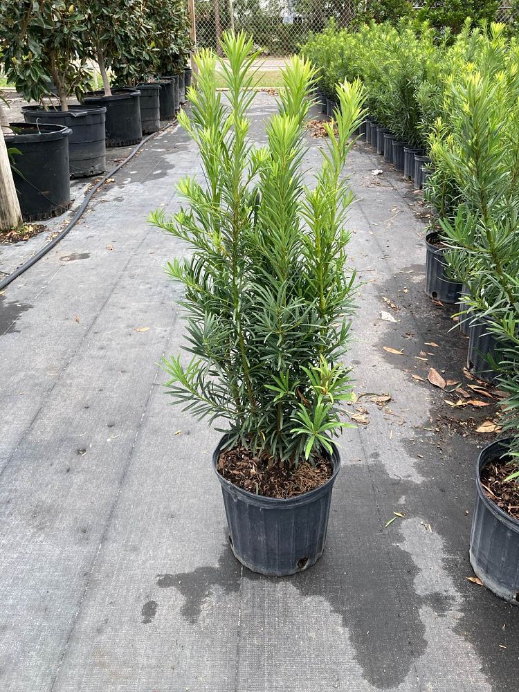 podocarpus-macrophyllus-maki-japanese-yew