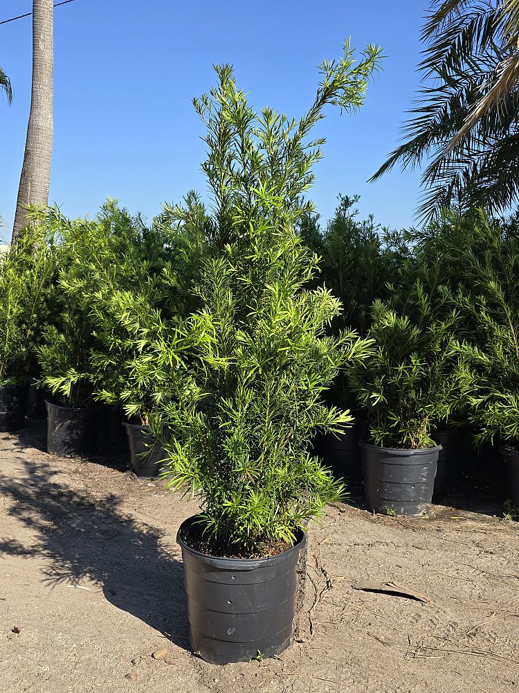 podocarpus-macrophyllus-maki-japanese-yew