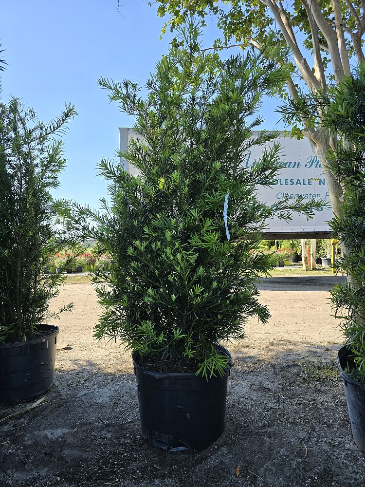 podocarpus-macrophyllus-maki-japanese-yew