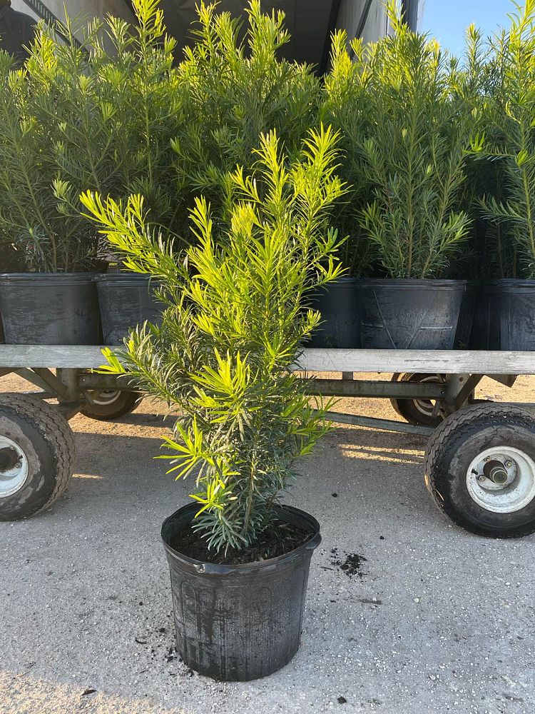 podocarpus-macrophyllus-maki-japanese-yew
