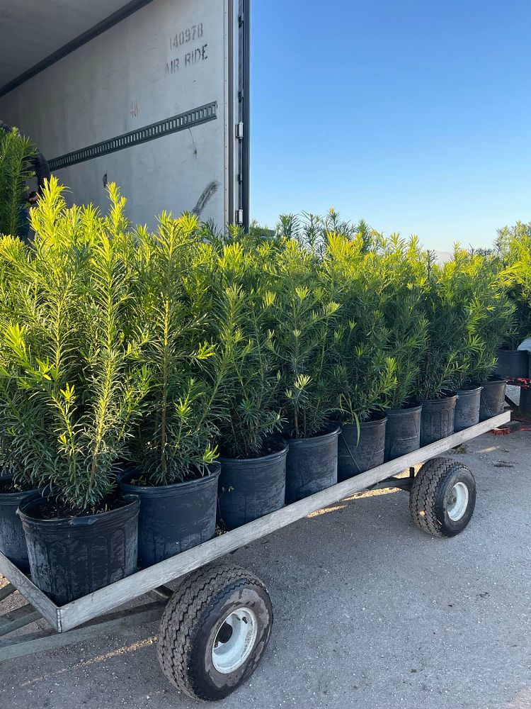 podocarpus-macrophyllus-maki-japanese-yew