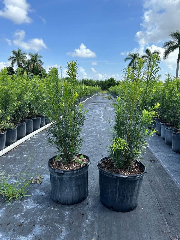 podocarpus-macrophyllus-maki-japanese-yew