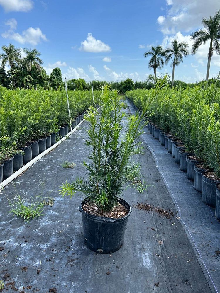 podocarpus-macrophyllus-maki-japanese-yew