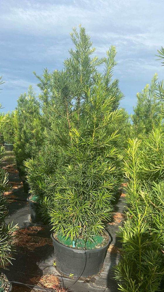 podocarpus-macrophyllus-maki-japanese-yew