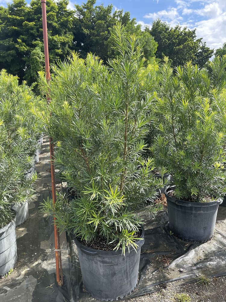 podocarpus-macrophyllus-maki-japanese-yew