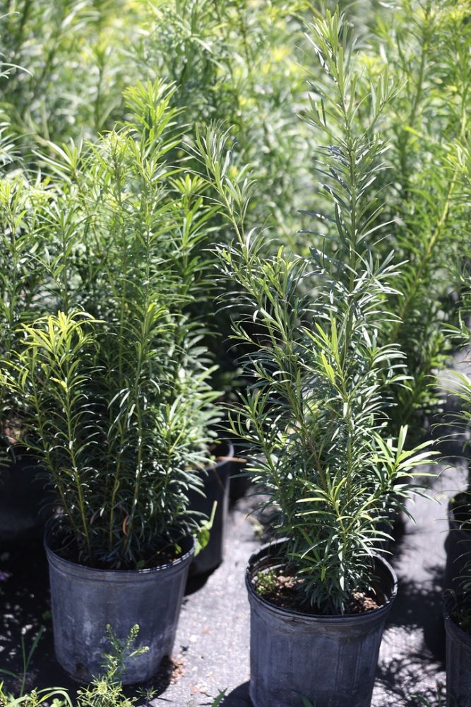 podocarpus-macrophyllus-maki-japanese-yew
