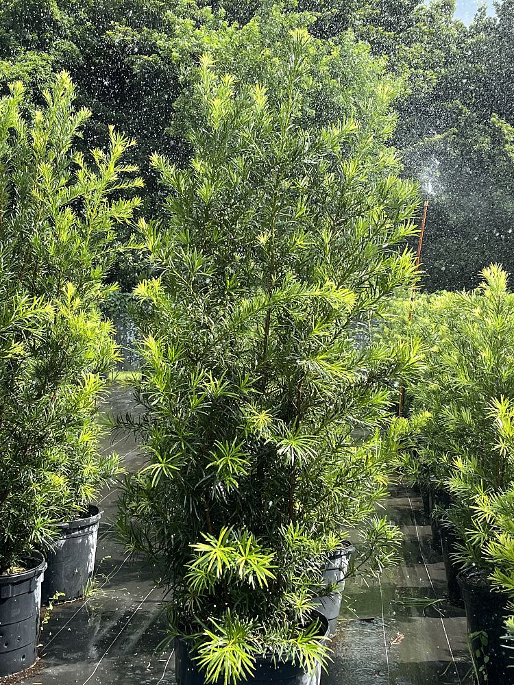 podocarpus-macrophyllus-maki-japanese-yew