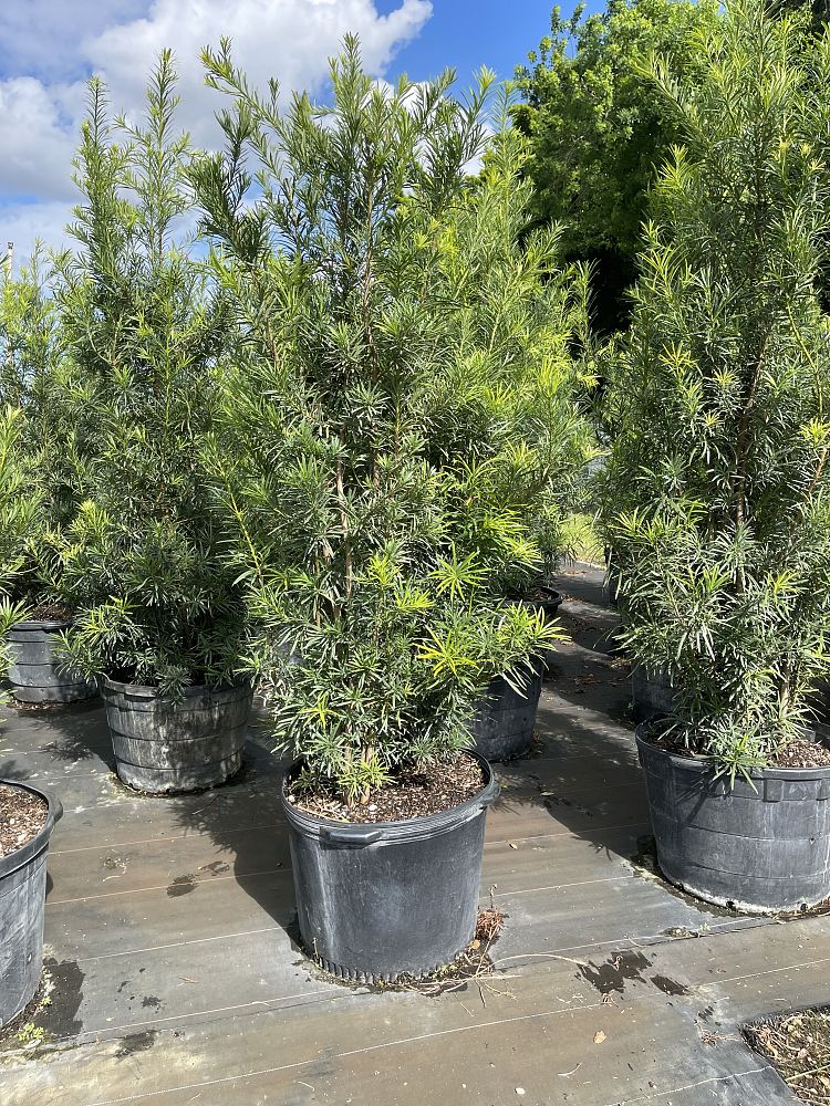 podocarpus-macrophyllus-maki-japanese-yew