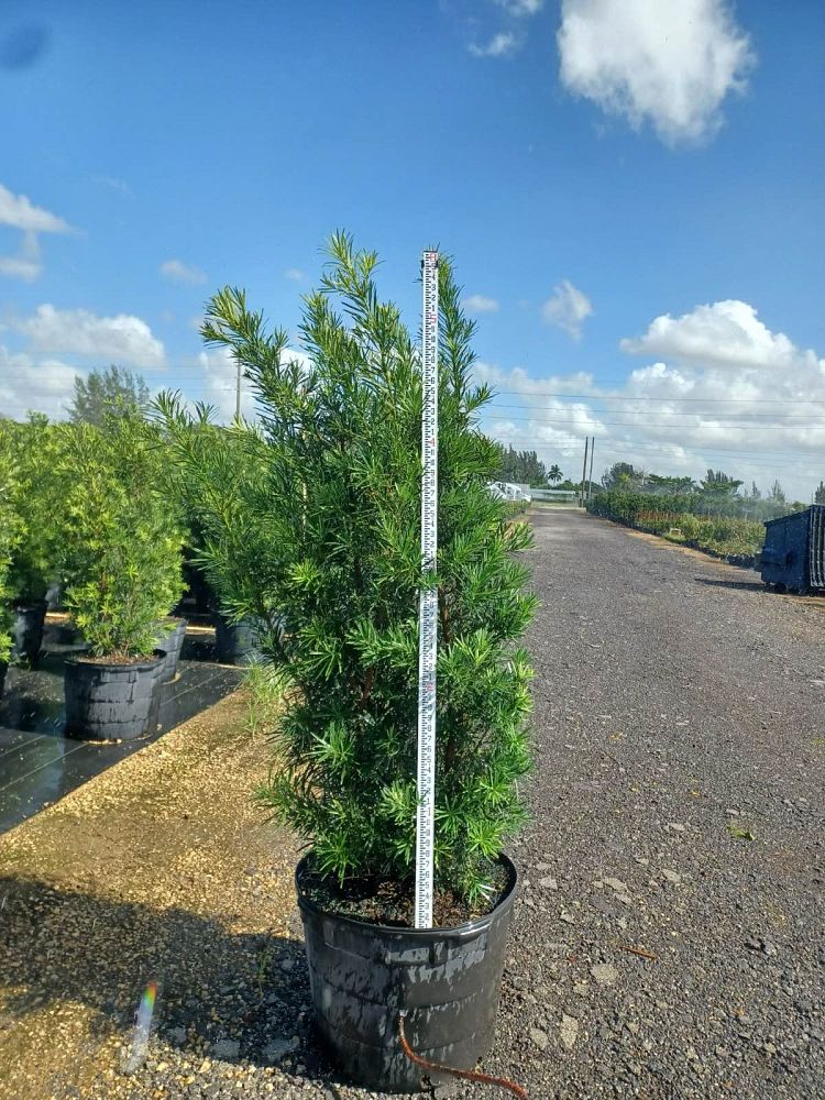 podocarpus-macrophyllus-maki-japanese-yew