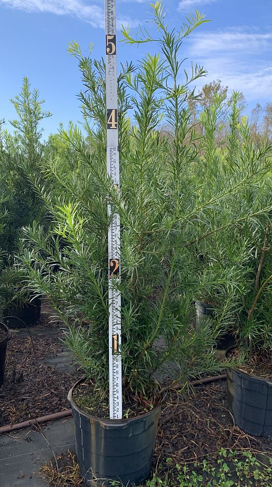podocarpus-macrophyllus-maki-japanese-yew