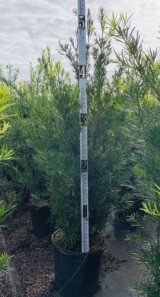 podocarpus-macrophyllus-maki-japanese-yew
