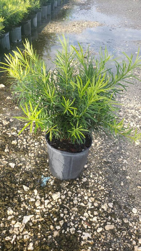 podocarpus-macrophyllus-maki-japanese-yew
