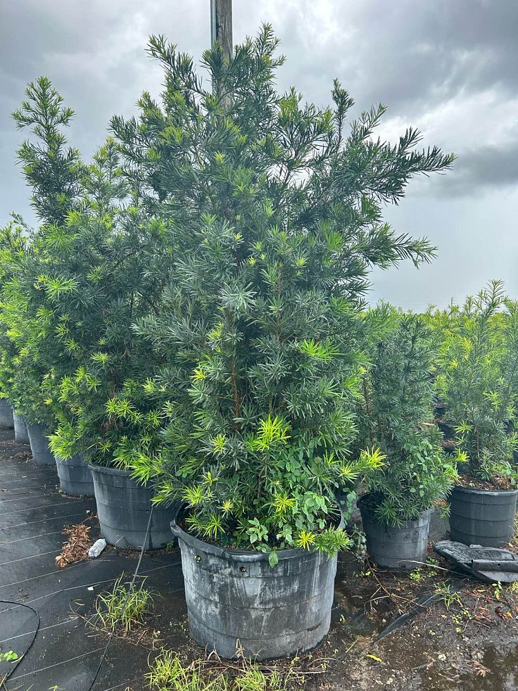 podocarpus-macrophyllus-maki-japanese-yew