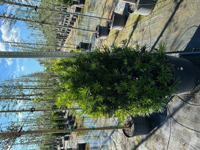 podocarpus-macrophyllus-maki-japanese-yew