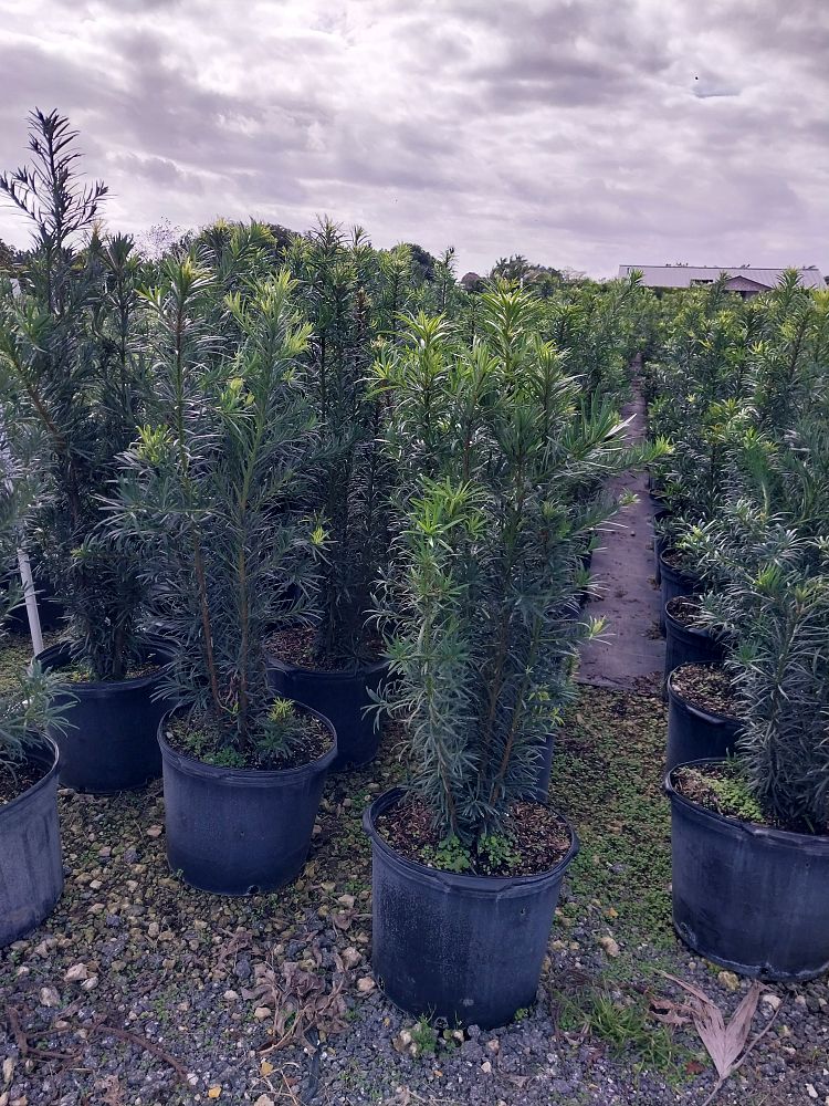 podocarpus-macrophyllus-maki-japanese-yew