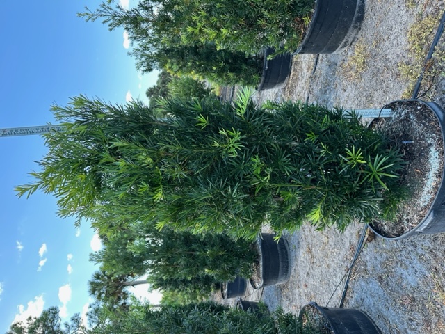 podocarpus-macrophyllus-maki-japanese-yew