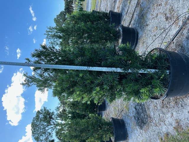 podocarpus-macrophyllus-maki-japanese-yew