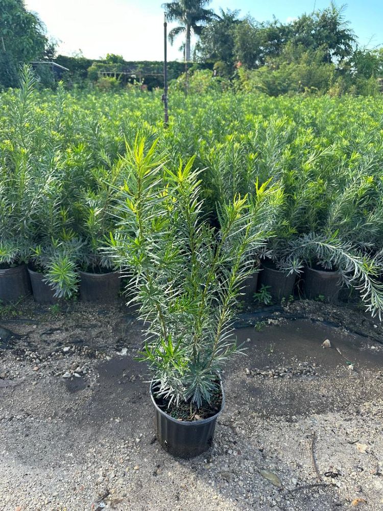 podocarpus-macrophyllus-maki-japanese-yew