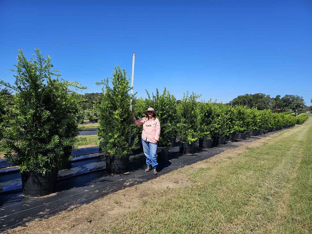 podocarpus-macrophyllus-maki-japanese-yew