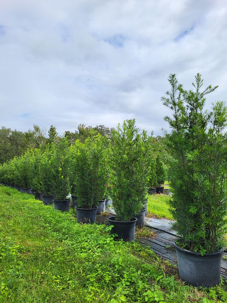 podocarpus-macrophyllus-maki-japanese-yew