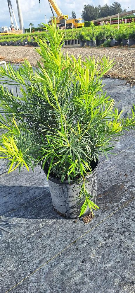 podocarpus-macrophyllus-maki-japanese-yew