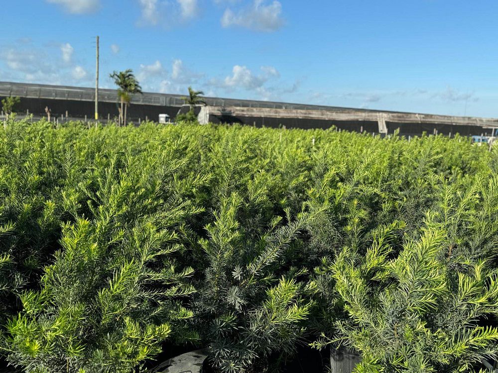 podocarpus-macrophyllus-maki-japanese-yew
