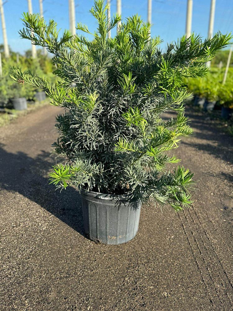 podocarpus-macrophyllus-maki-japanese-yew