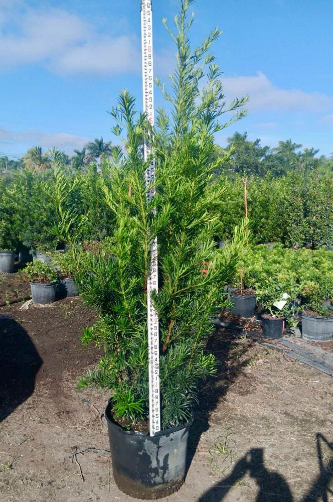 podocarpus-macrophyllus-maki-japanese-yew