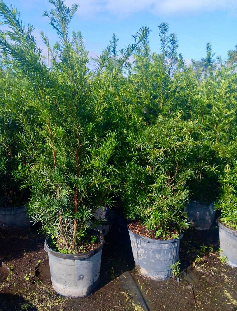 podocarpus-macrophyllus-maki-japanese-yew