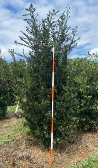 podocarpus-macrophyllus-maki-japanese-yew