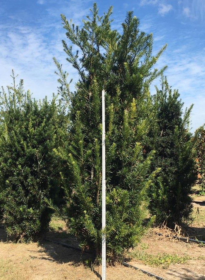 podocarpus-macrophyllus-maki-japanese-yew