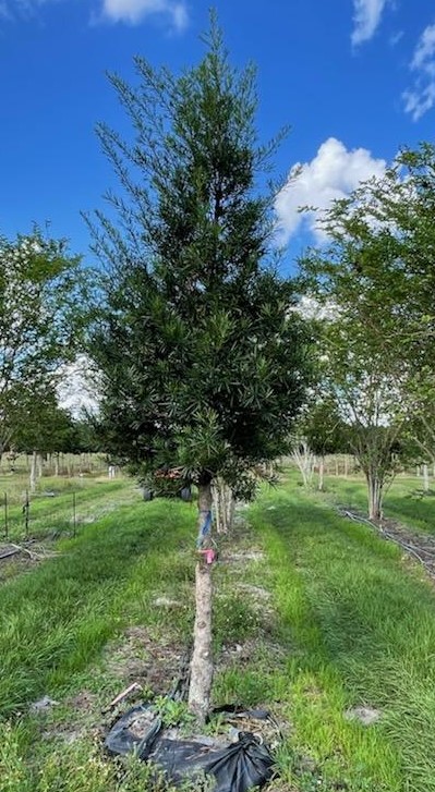 podocarpus-macrophyllus-maki-japanese-yew