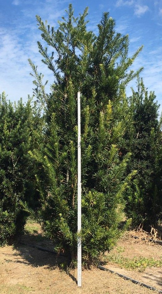 podocarpus-macrophyllus-maki-japanese-yew