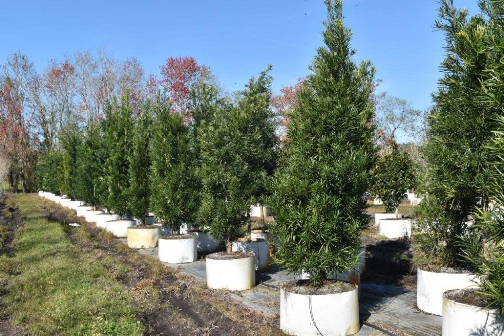 podocarpus-macrophyllus-maki-japanese-yew
