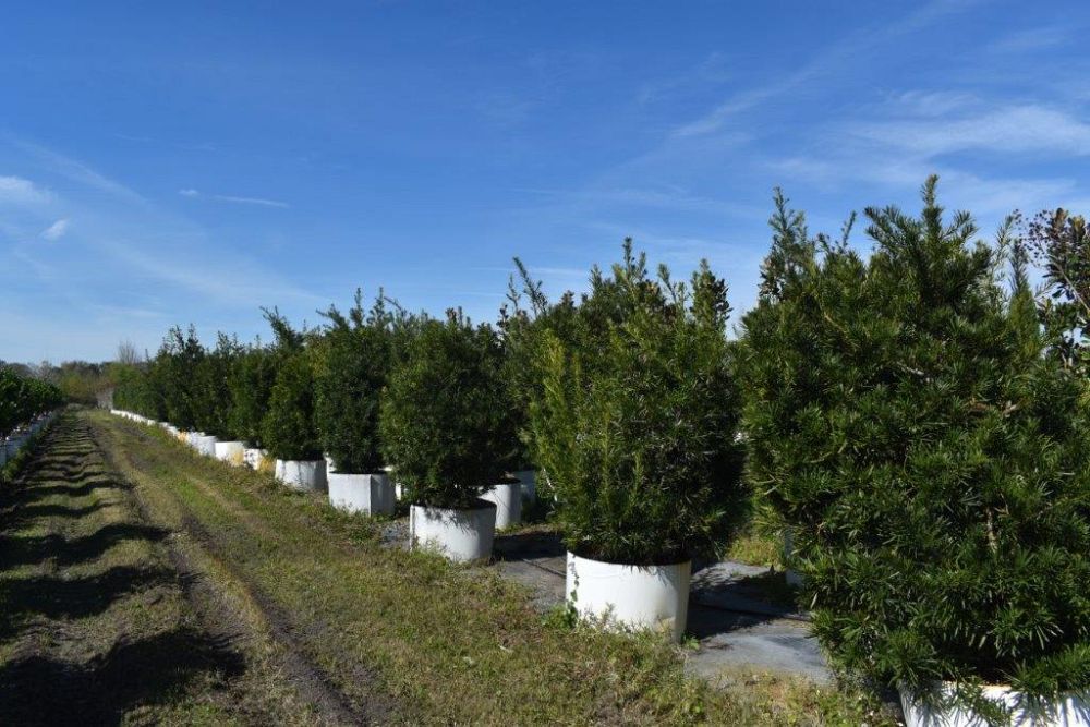 podocarpus-macrophyllus-maki-japanese-yew