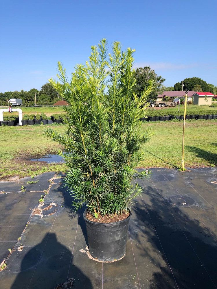 podocarpus-macrophyllus-maki-japanese-yew