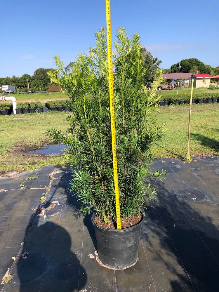 podocarpus-macrophyllus-maki-japanese-yew