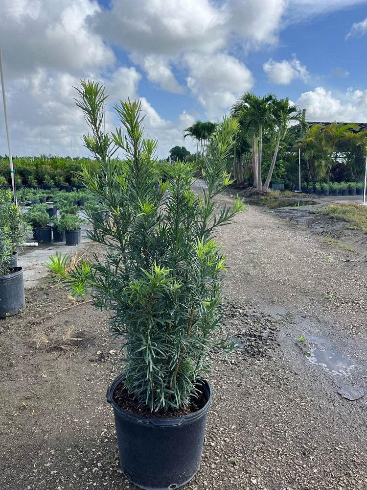 podocarpus-macrophyllus-maki-japanese-yew