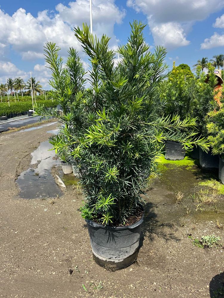 podocarpus-macrophyllus-maki-japanese-yew