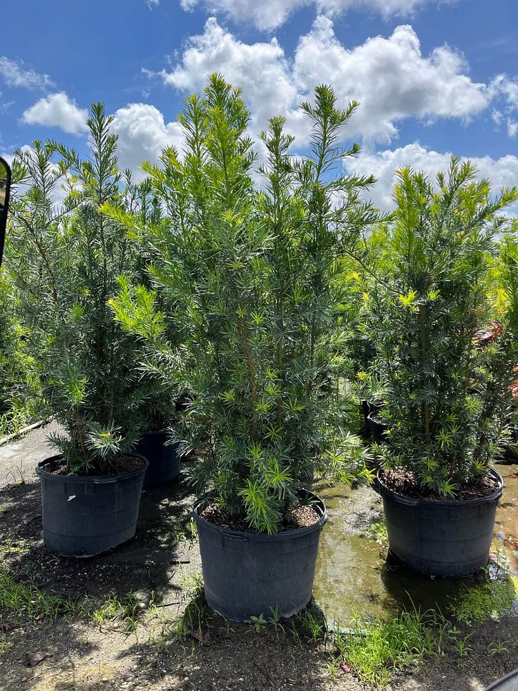podocarpus-macrophyllus-maki-japanese-yew
