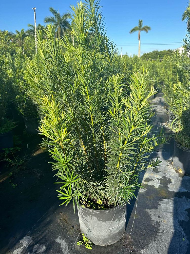 podocarpus-macrophyllus-maki-japanese-yew