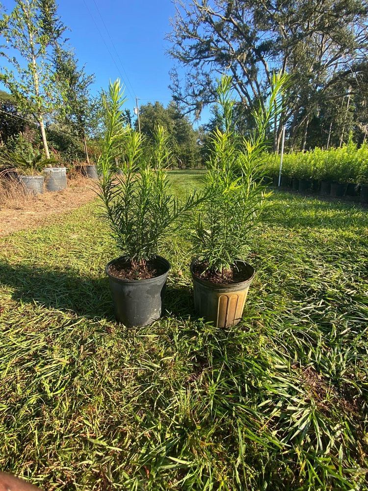 podocarpus-macrophyllus-maki-japanese-yew