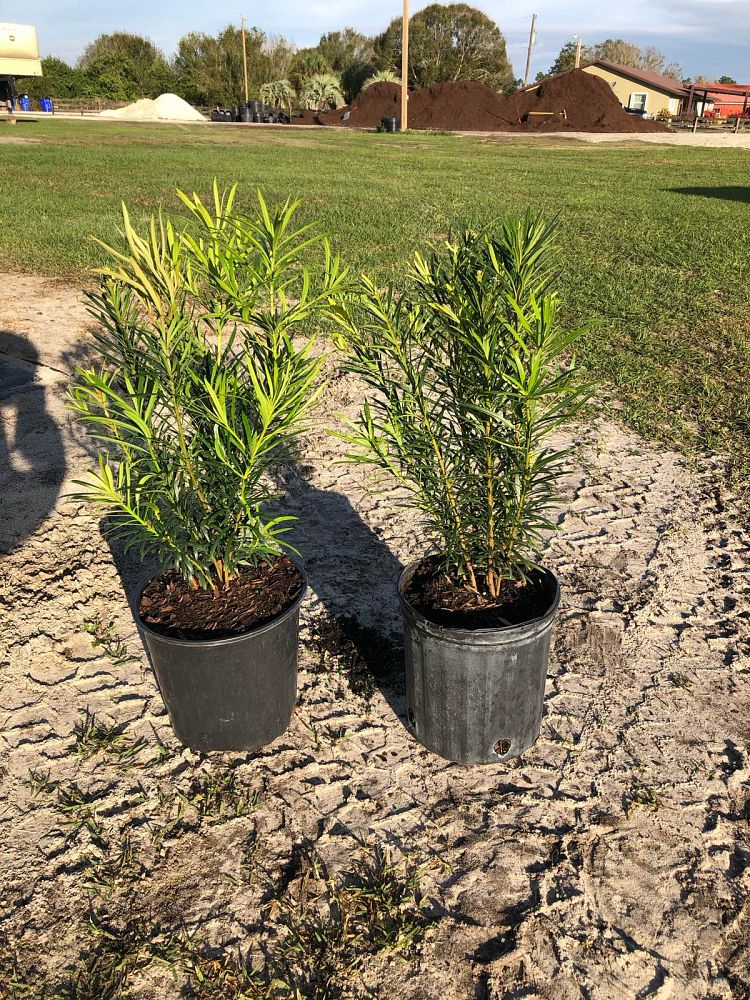 podocarpus-macrophyllus-maki-japanese-yew