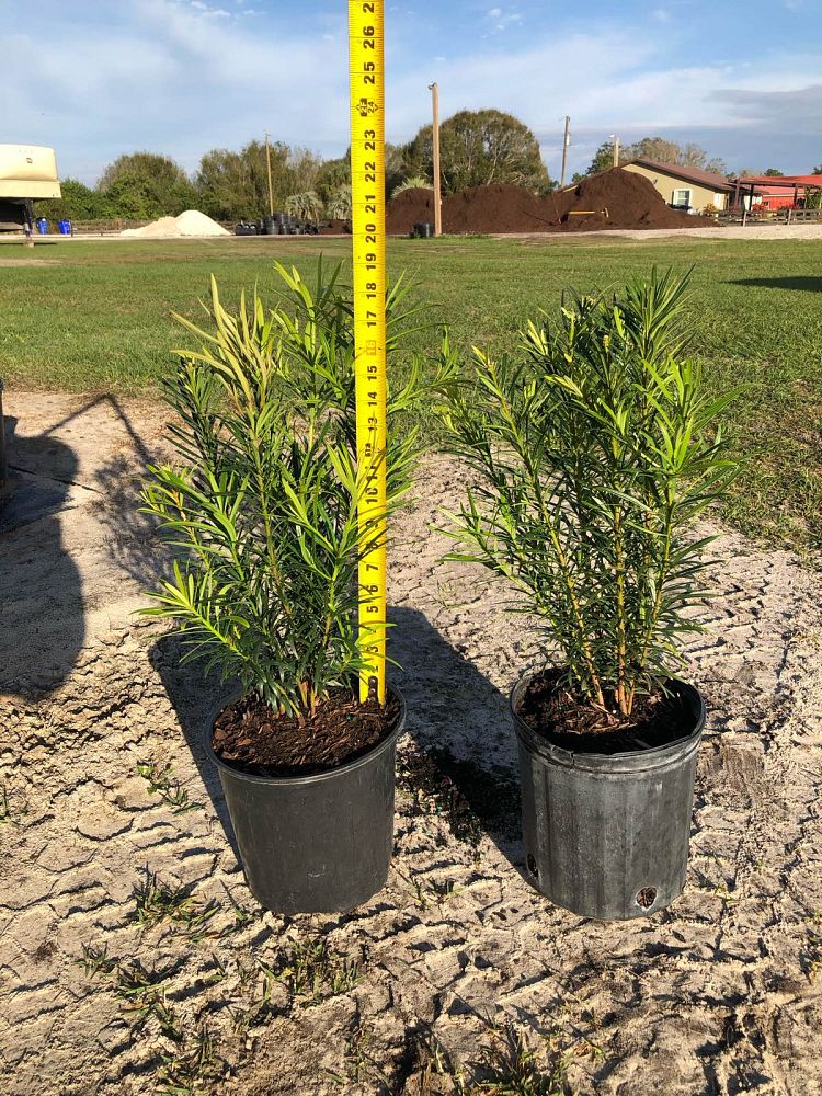 podocarpus-macrophyllus-maki-japanese-yew
