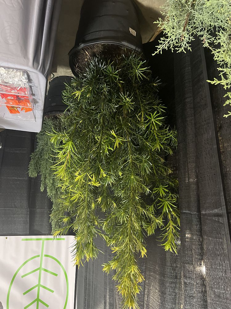 podocarpus-macrophyllus-maki-japanese-yew