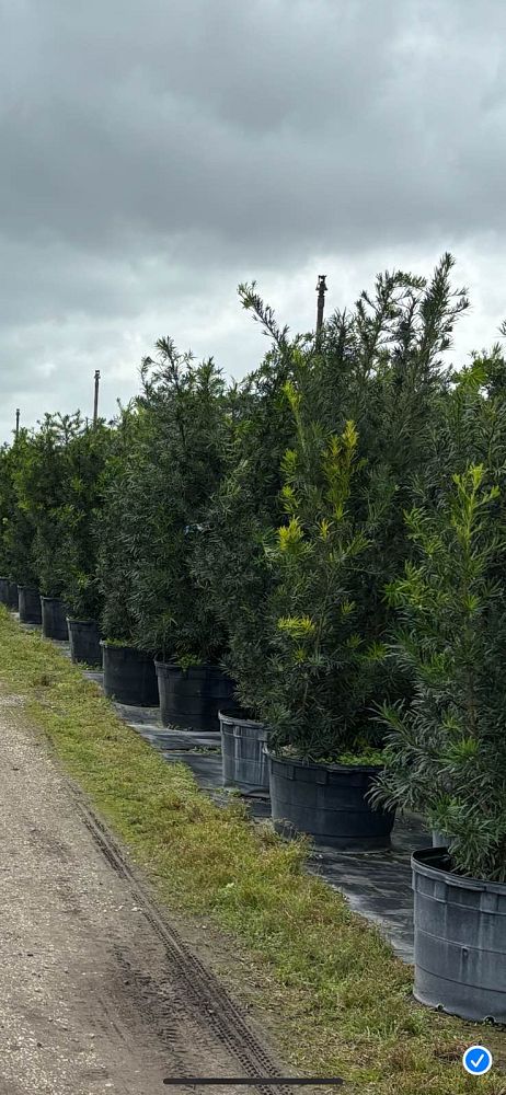 podocarpus-macrophyllus-maki-japanese-yew
