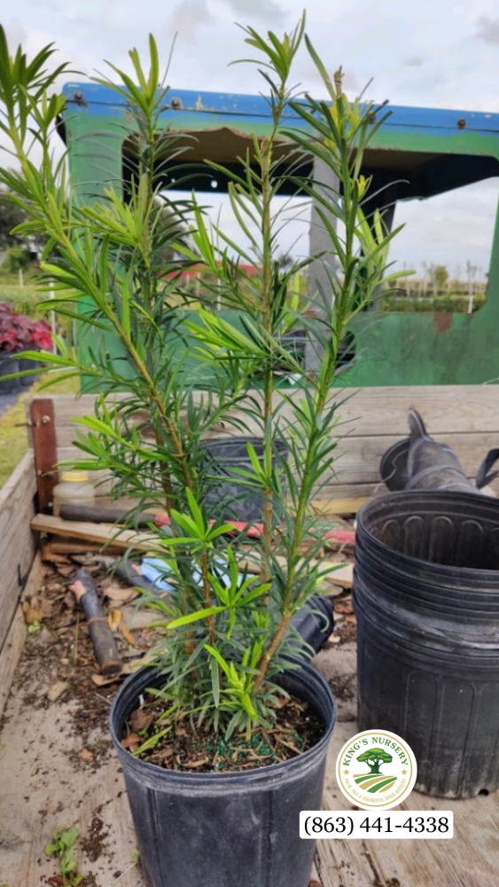 podocarpus-macrophyllus-maki-japanese-yew
