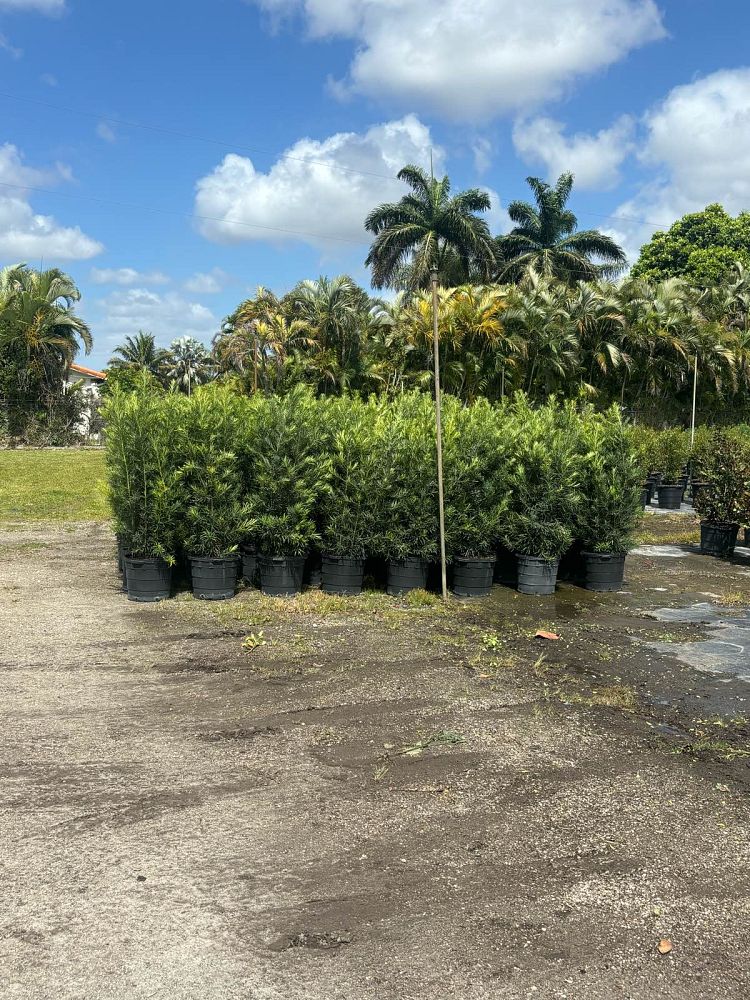 podocarpus-macrophyllus-maki-japanese-yew